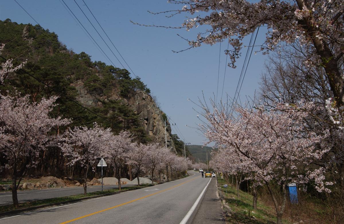 합천군 백리 벚꽃길(2)24