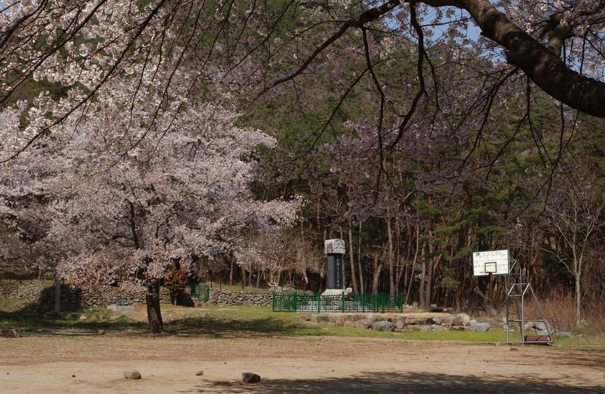 합천군 백리 벚꽃길(2)25