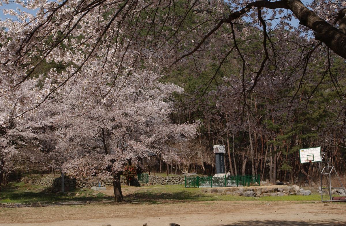 합천군 백리 벚꽃길(2)26