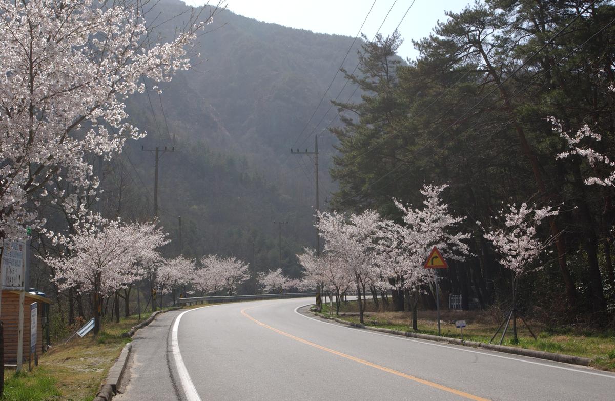 합천군 백리 벚꽃길(2)27