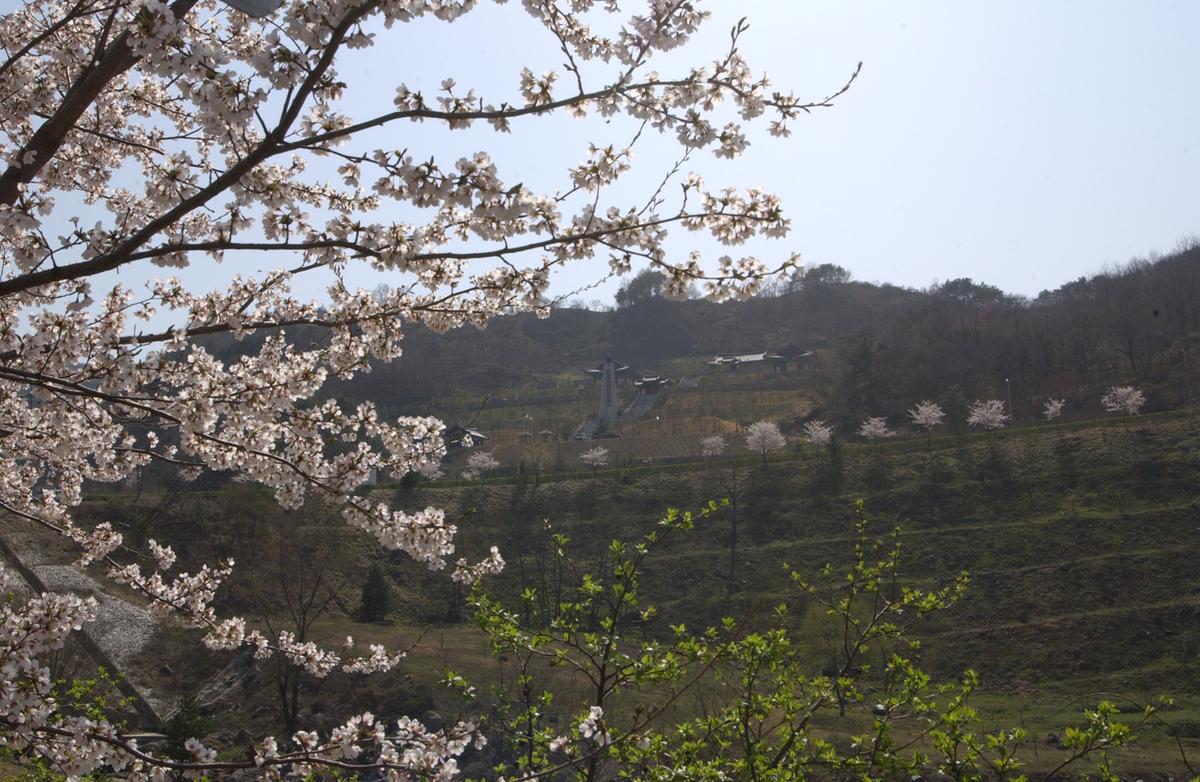 합천군 백리 벚꽃길(2)28