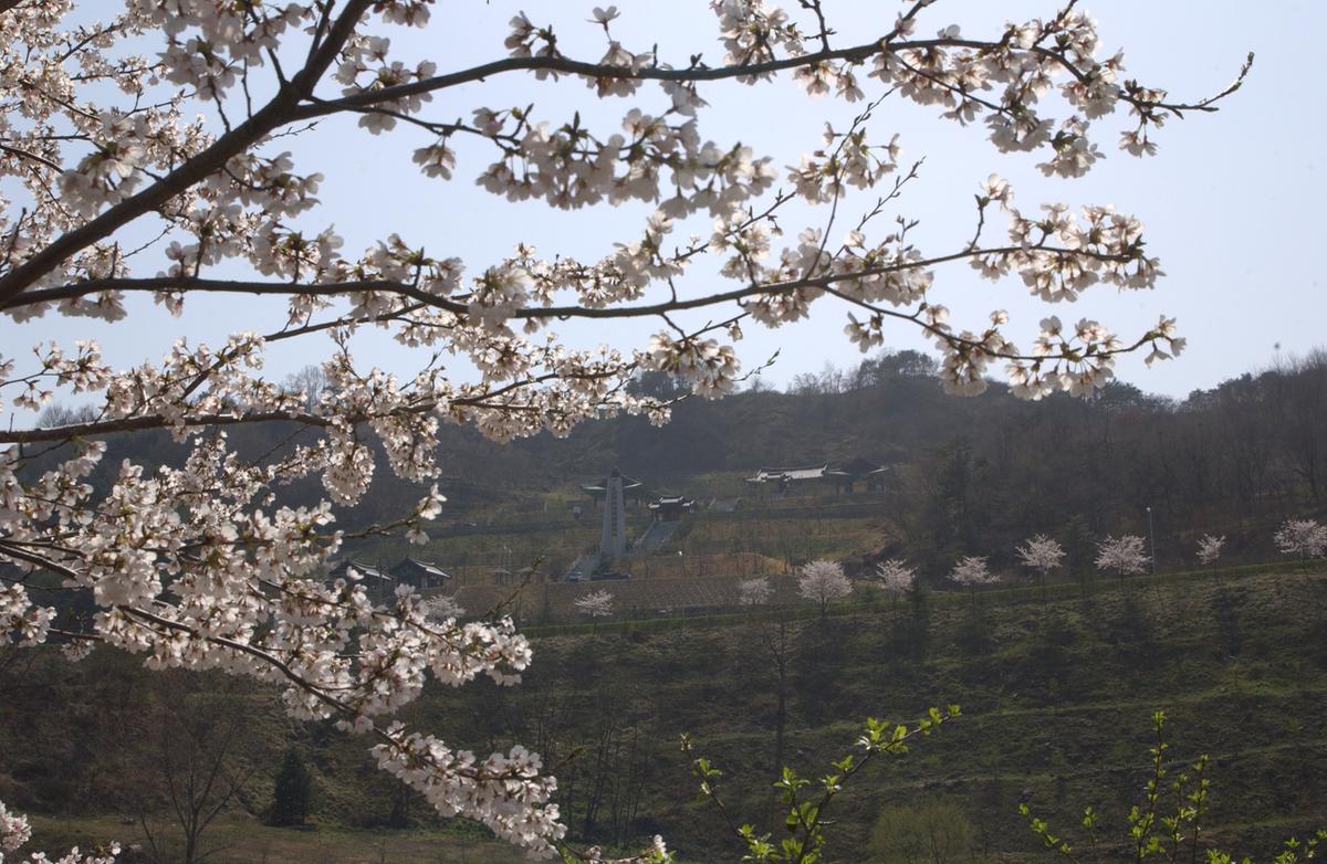 합천군 백리 벚꽃길(2)29