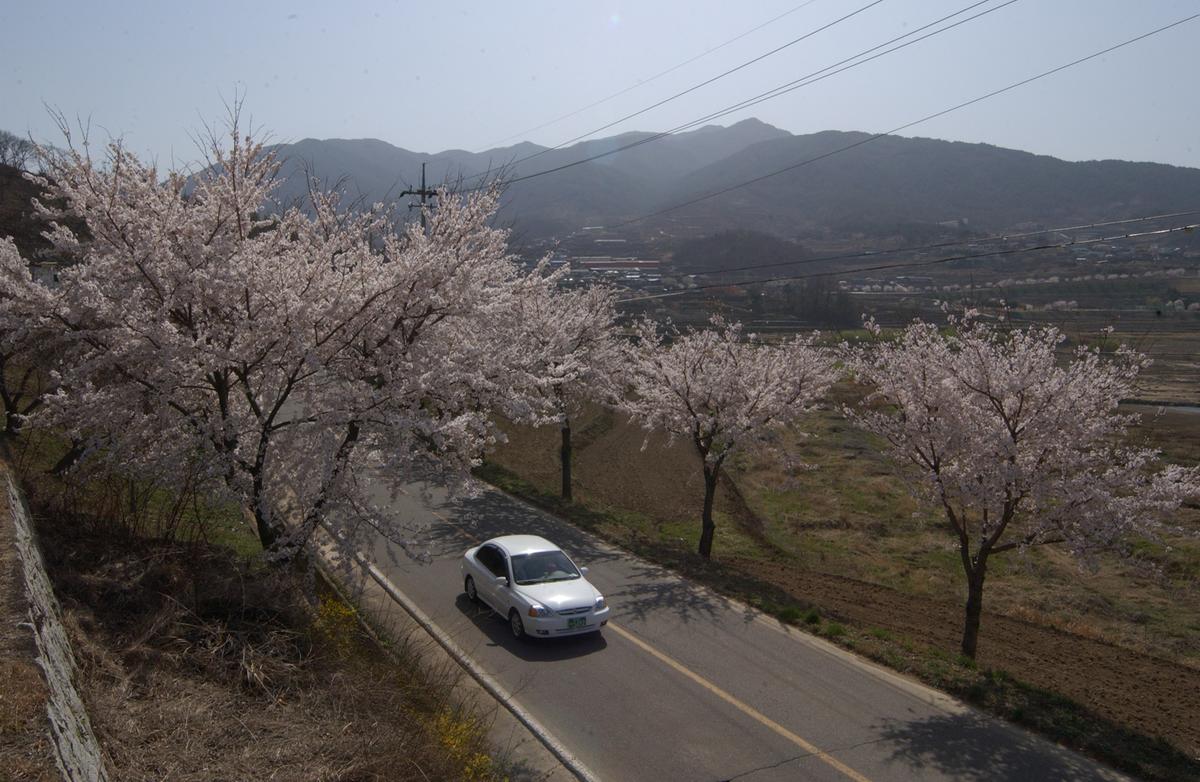 합천군 백리 벚꽃길(2)30