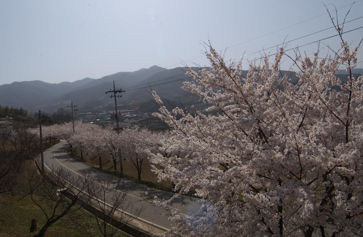 합천군 백리 벚꽃길(3)1