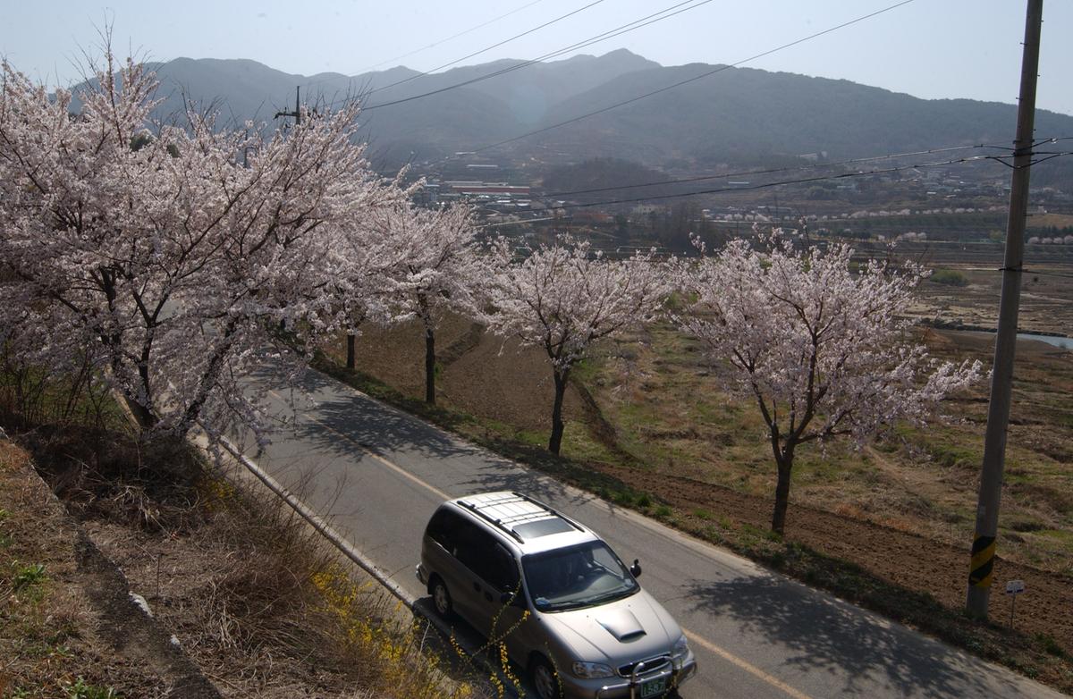 합천군 백리 벚꽃길(3)2