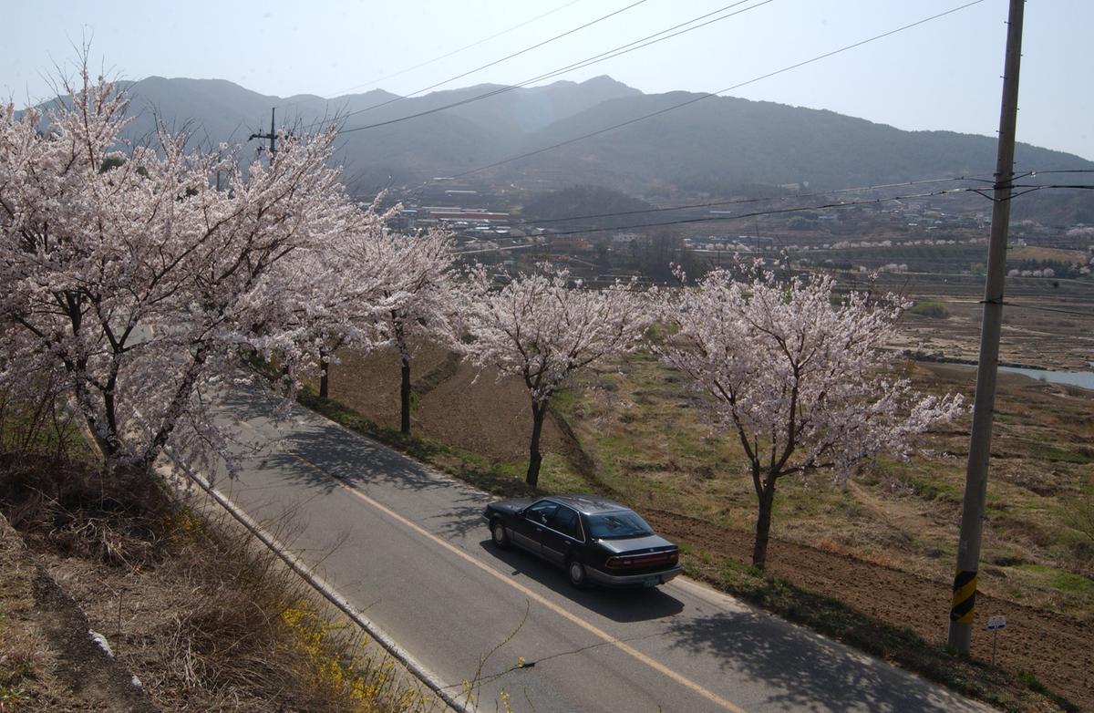 합천군 백리 벚꽃길(3)3