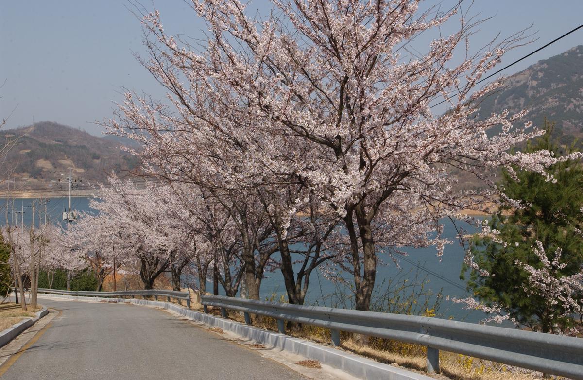 합천군 백리 벚꽃길(3)5