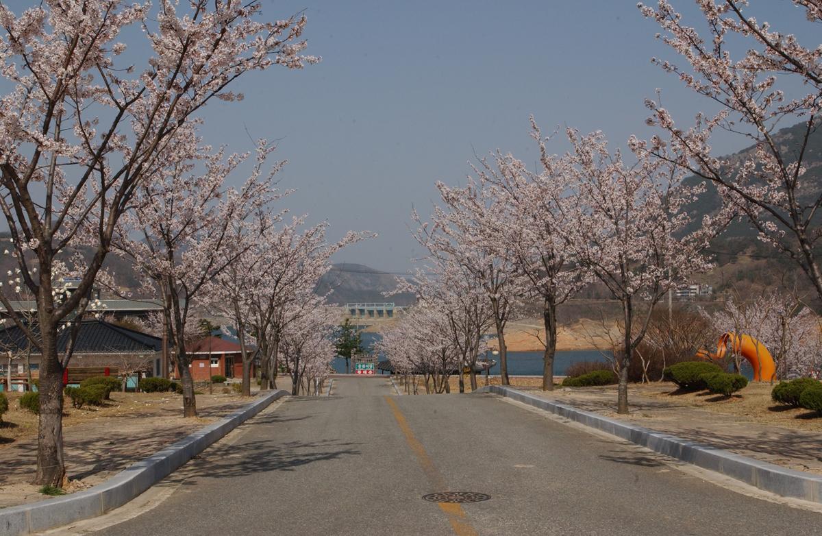 합천군 백리 벚꽃길(3)7