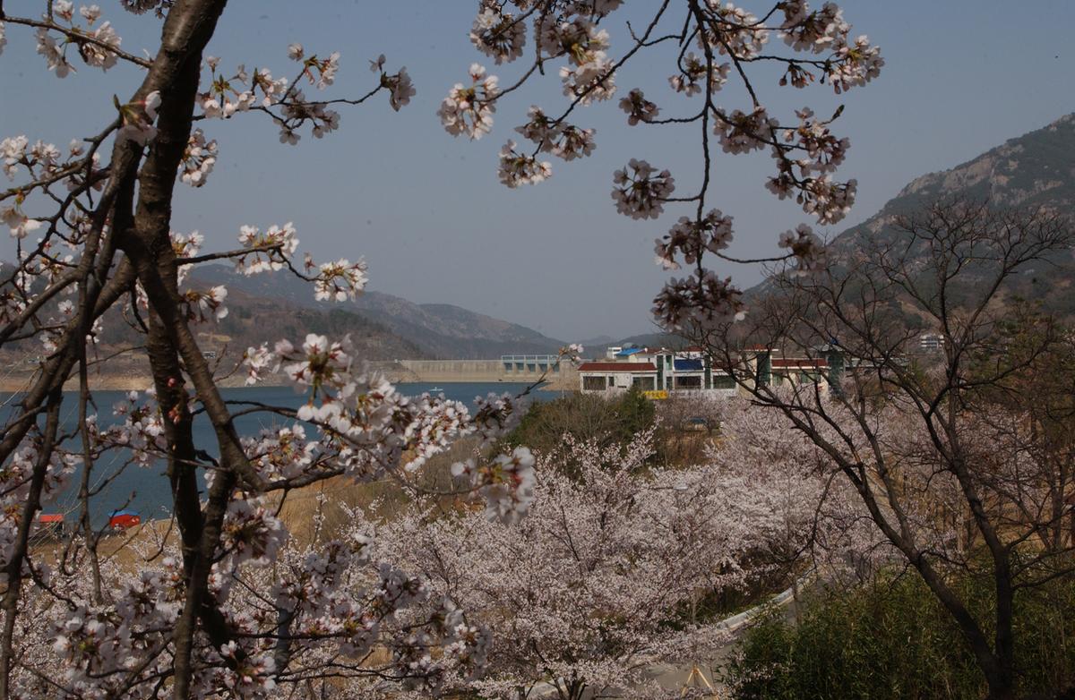 합천군 백리 벚꽃길(3)13