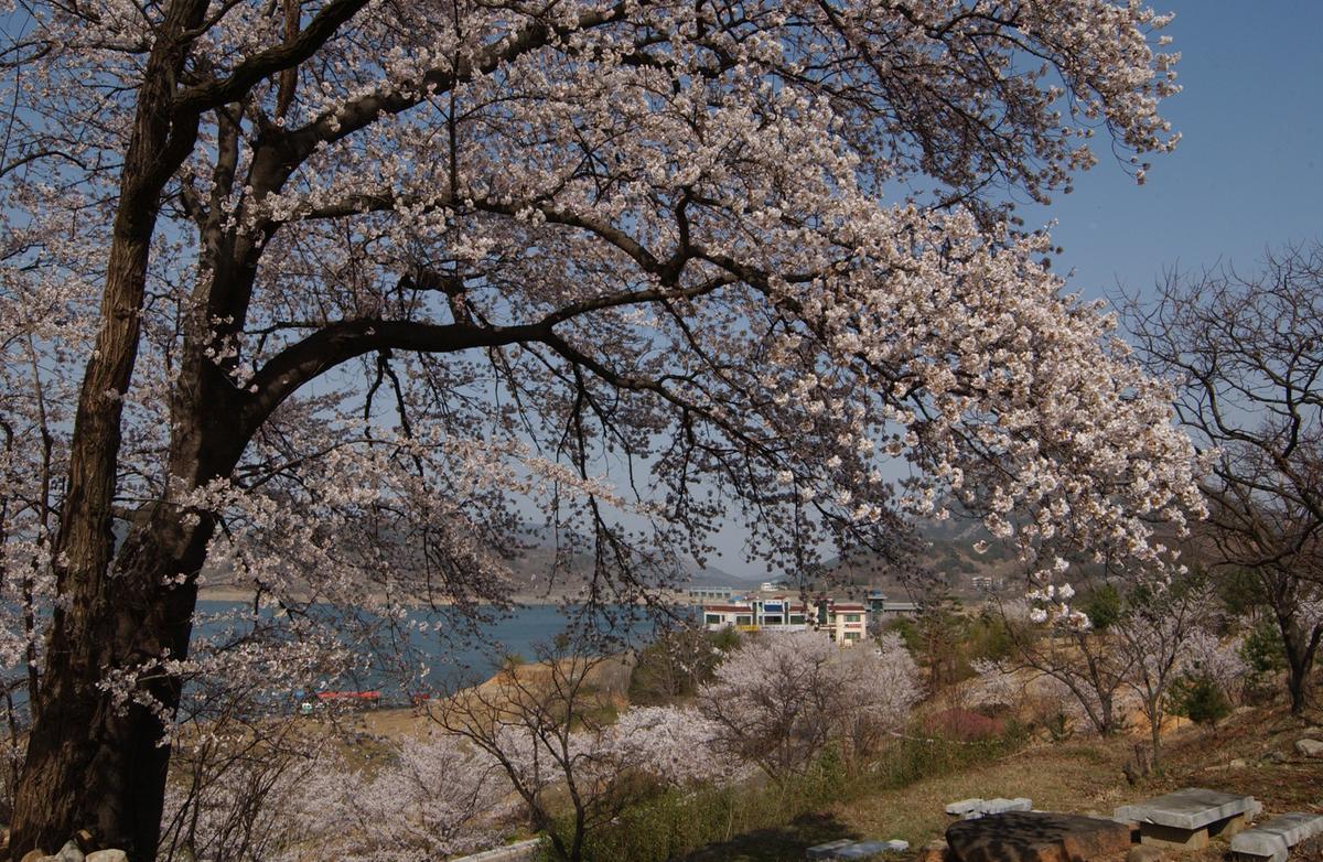 합천군 백리 벚꽃길(3)14