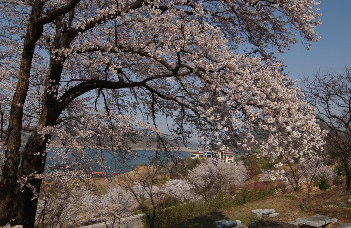 합천군 백리 벚꽃길(3)15