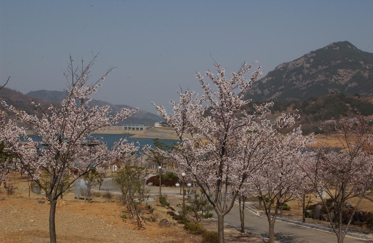 합천군 백리 벚꽃길(3)16