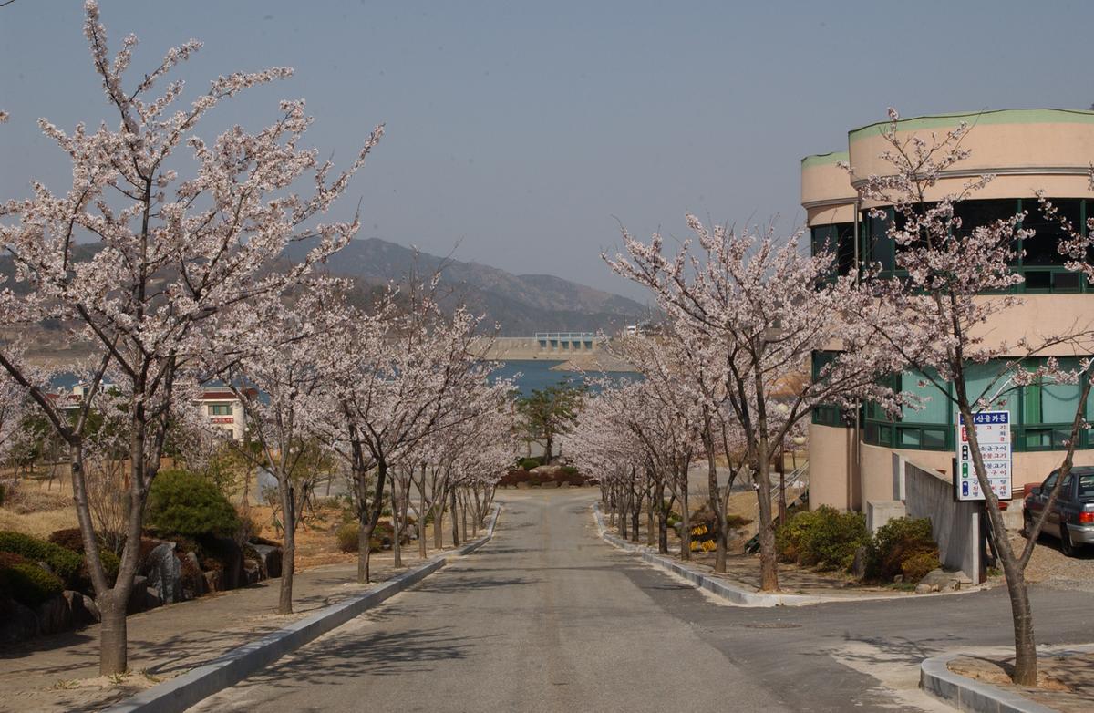 합천군 백리 벚꽃길(3)17