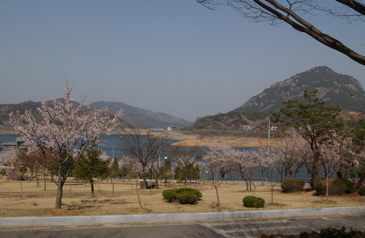 합천군 백리 벚꽃길(3)19