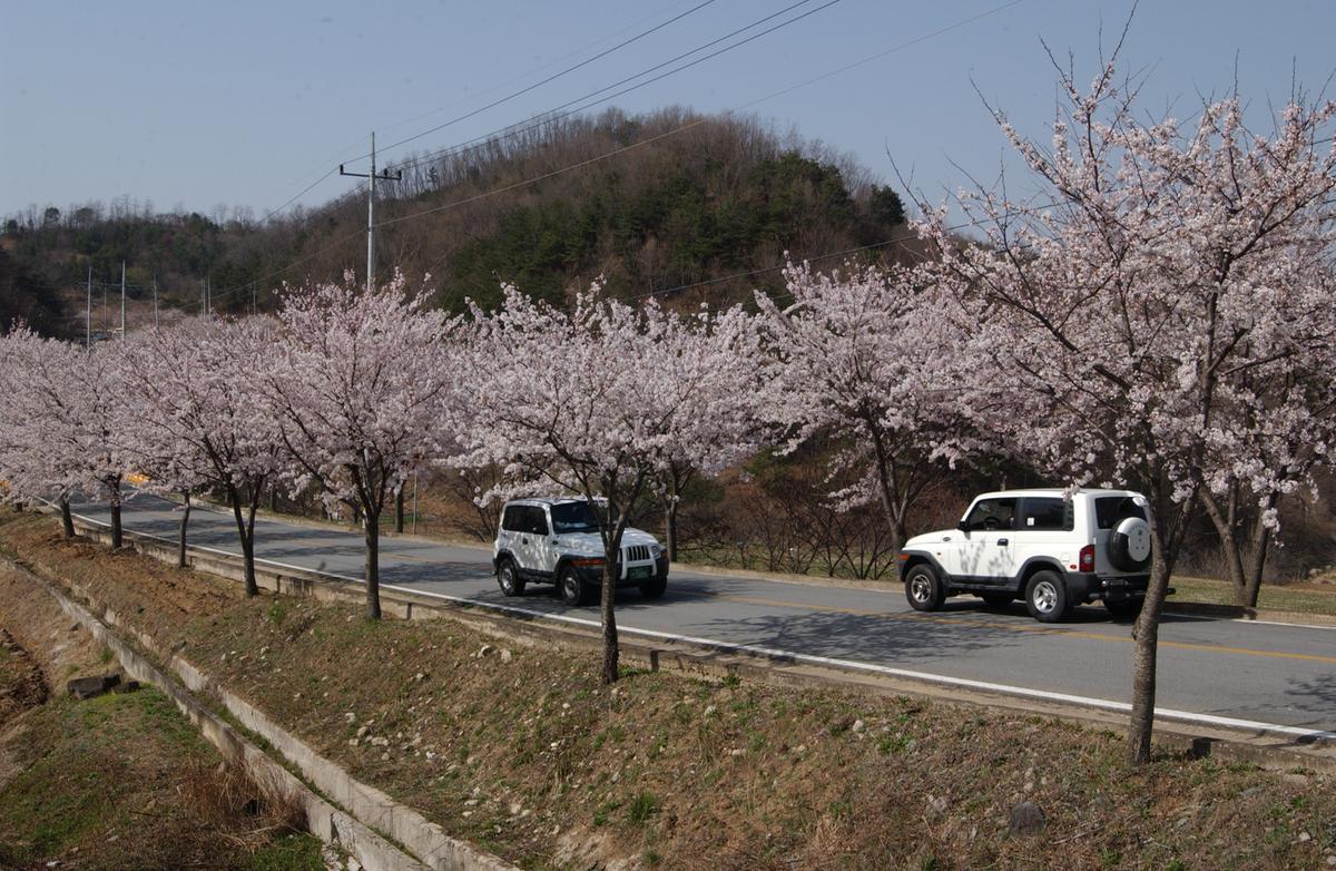합천군 백리 벚꽃길(3)21