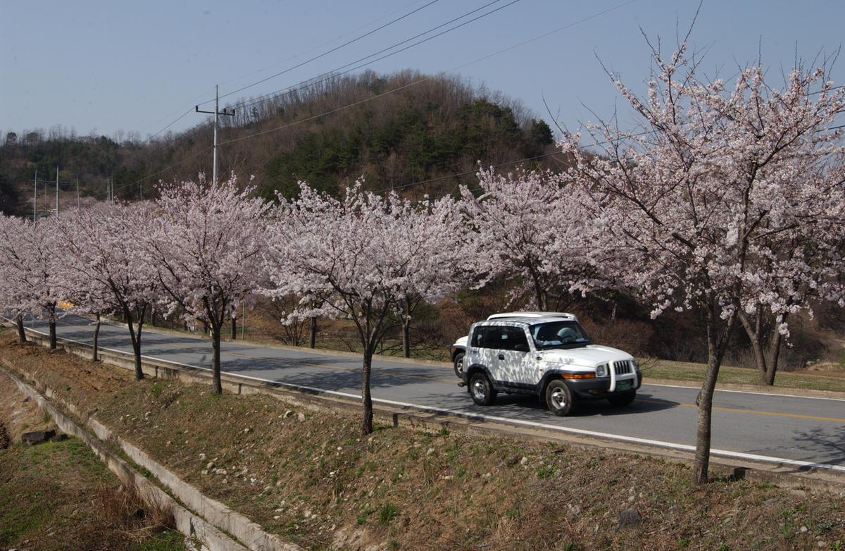 합천군 백리 벚꽃길(3)22
