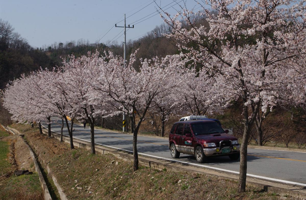 합천군 백리 벚꽃길(3)23