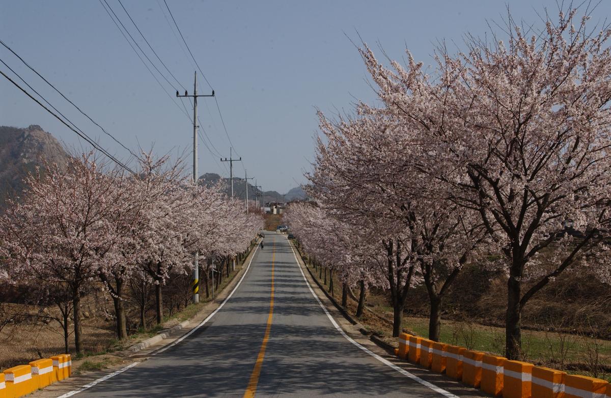 합천군 백리 벚꽃길(3)25