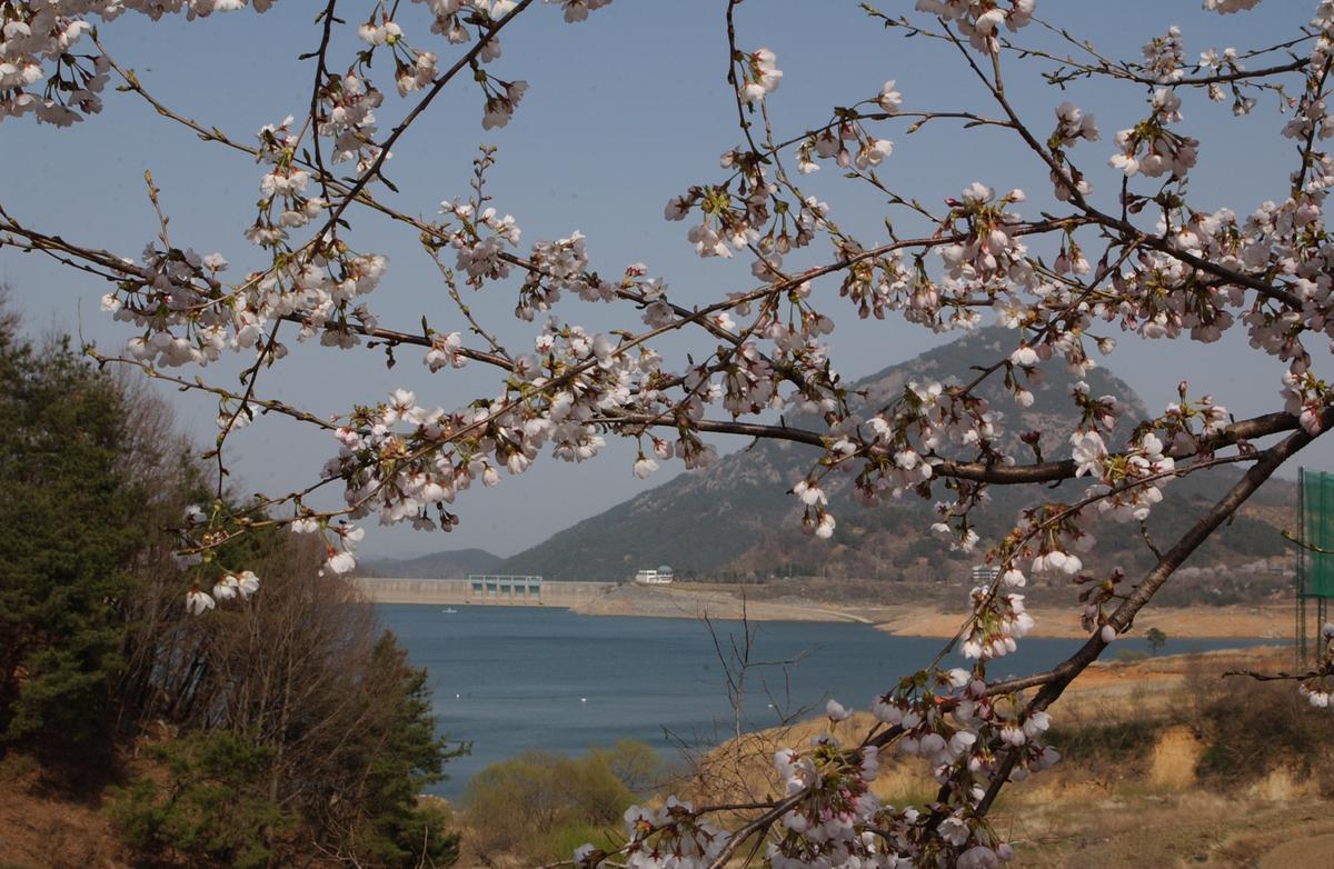 합천군 백리 벚꽃길(3)26