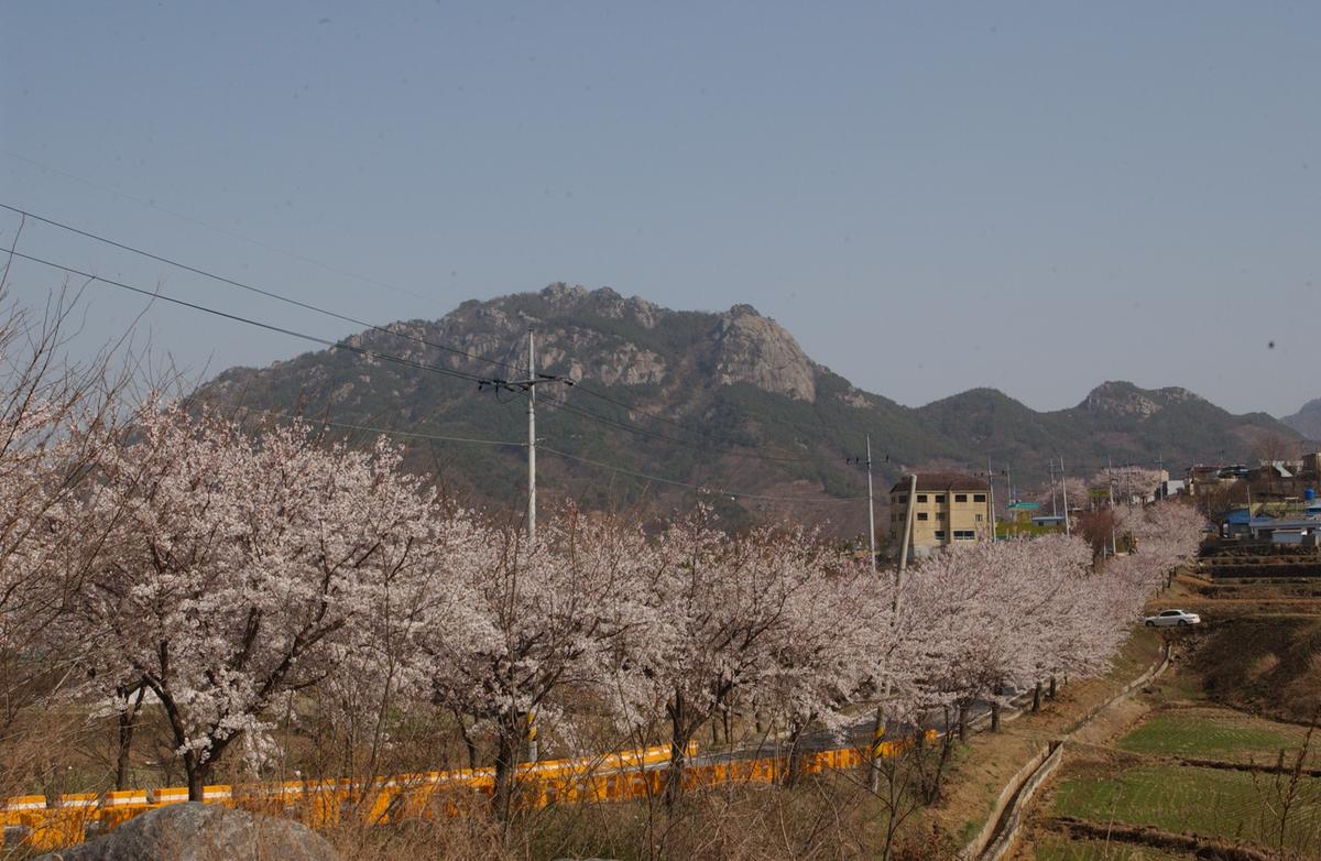 합천군 백리 벚꽃길(3)27