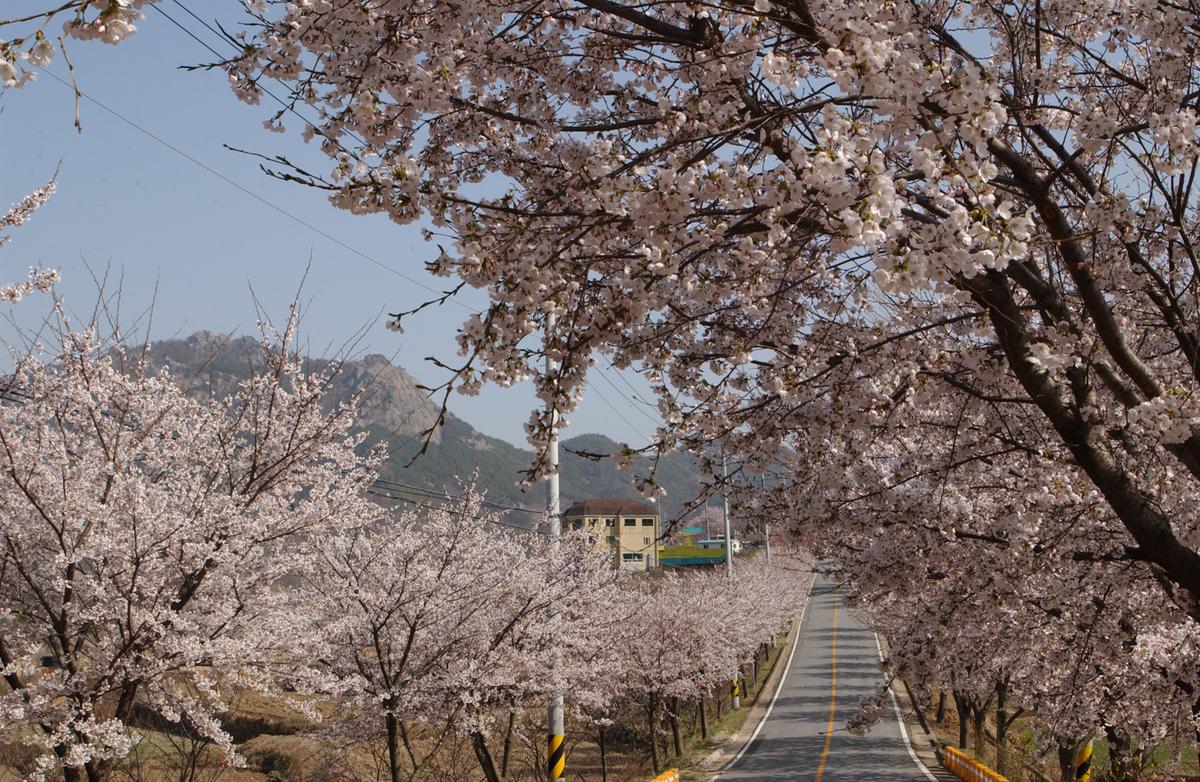 합천군 백리 벚꽃길(3)28