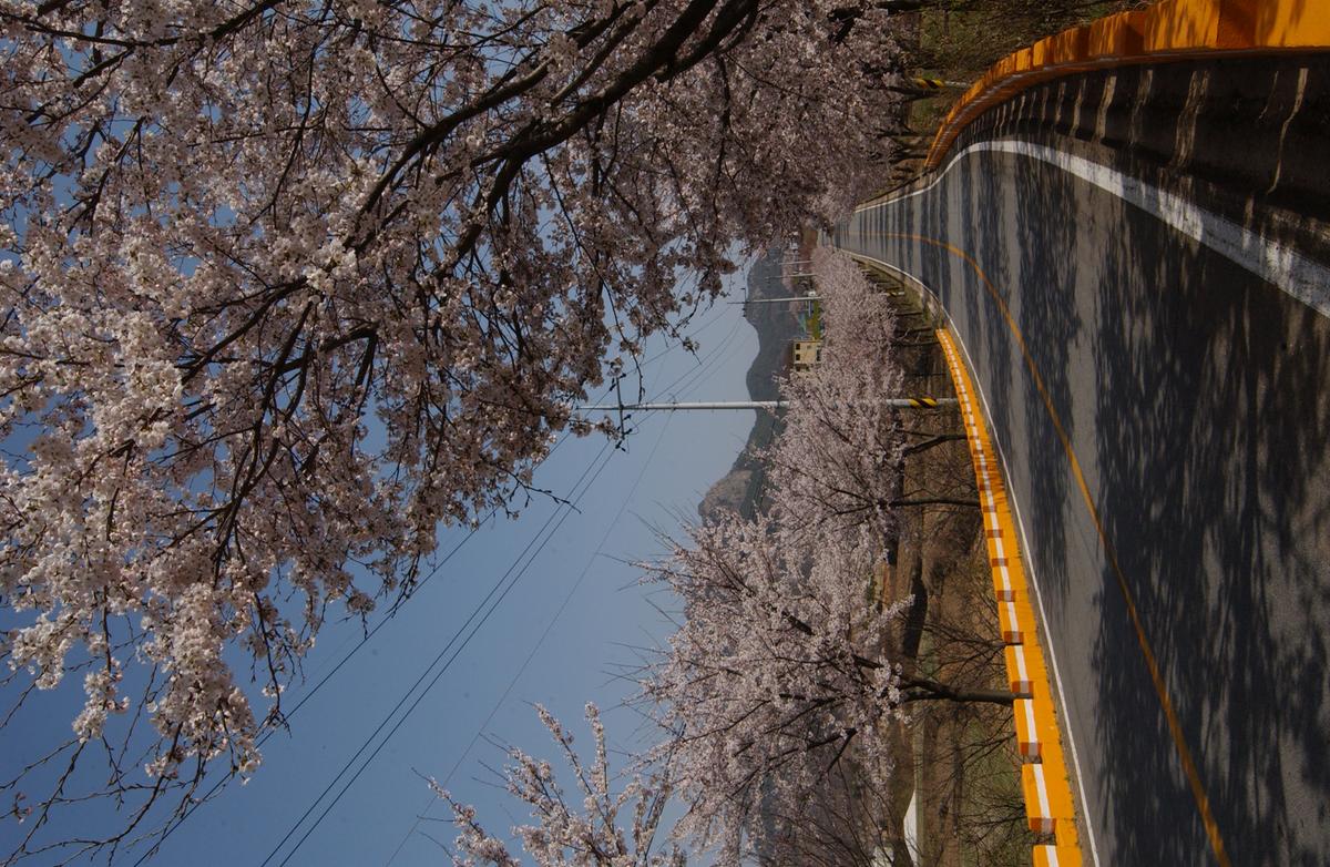 합천군 백리 벚꽃길(3)29