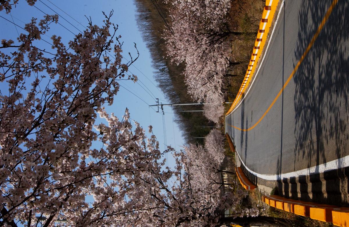 합천군 백리 벚꽃길(3)30