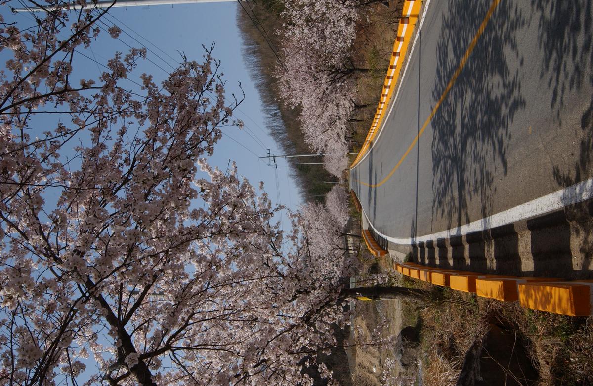 합천군 백리 벚꽃길(4)1