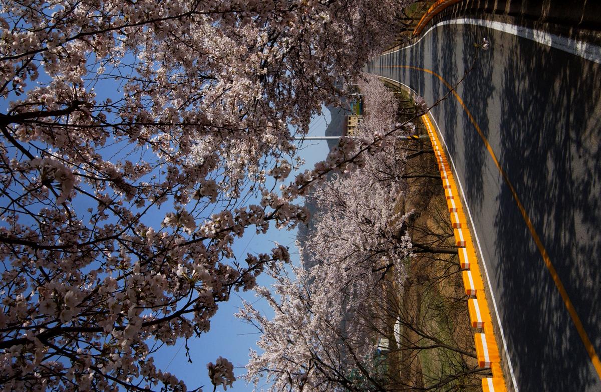 합천군 백리 벚꽃길(4)3