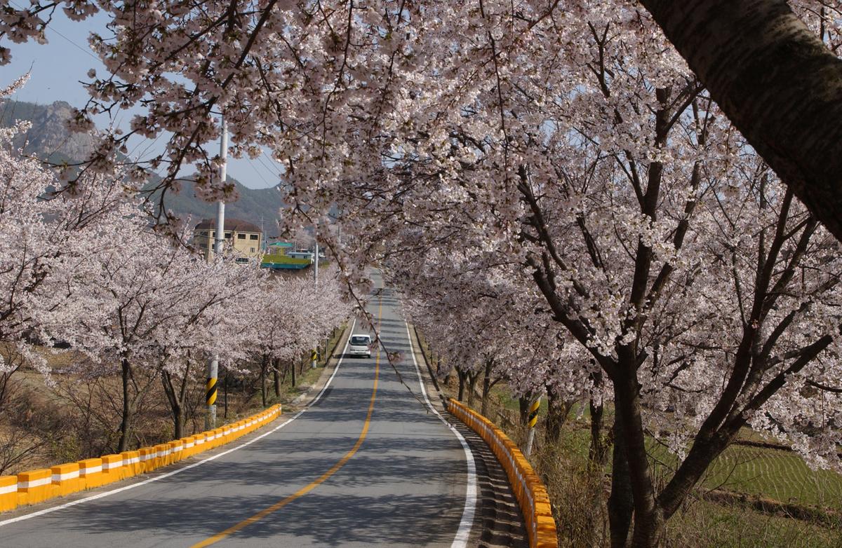 합천군 백리 벚꽃길(4)5