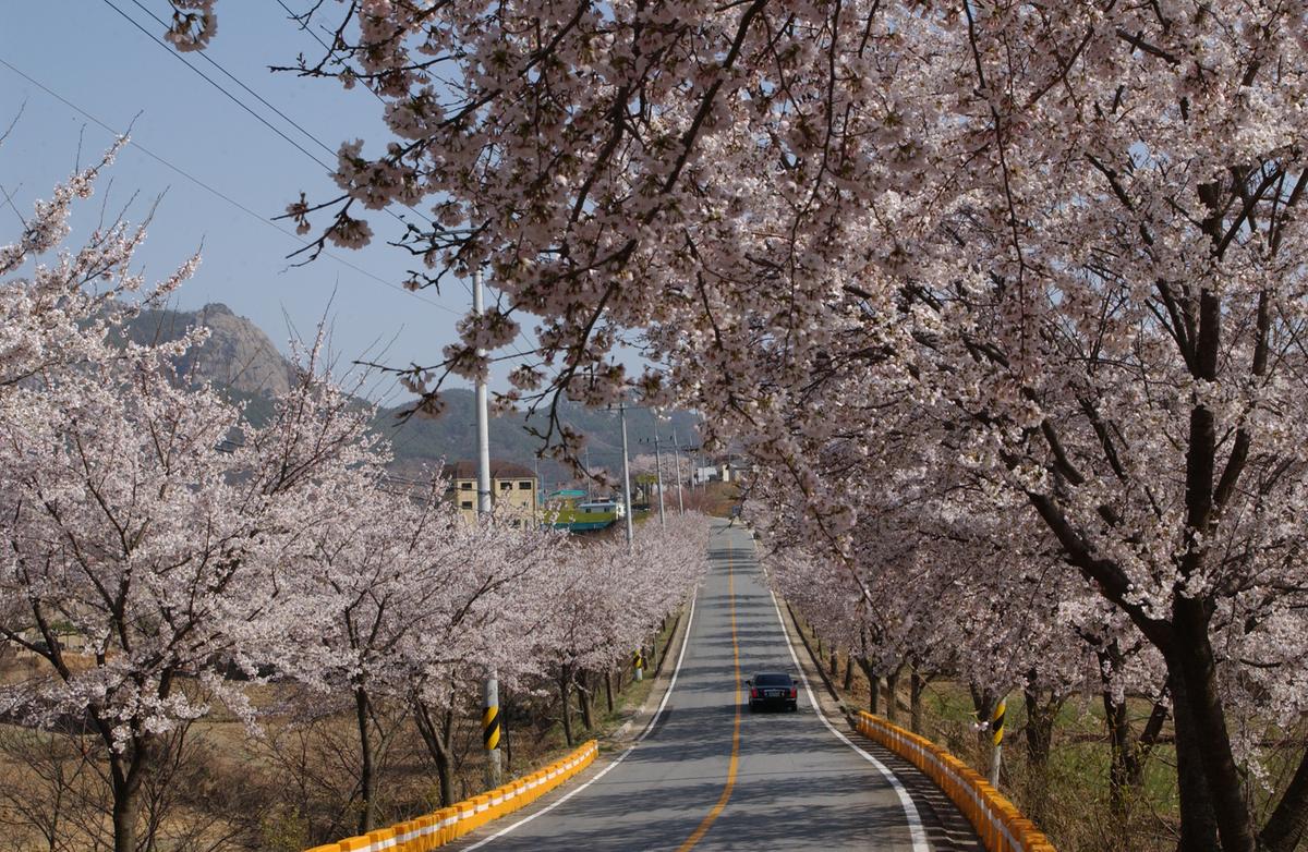 합천군 백리 벚꽃길(4)6