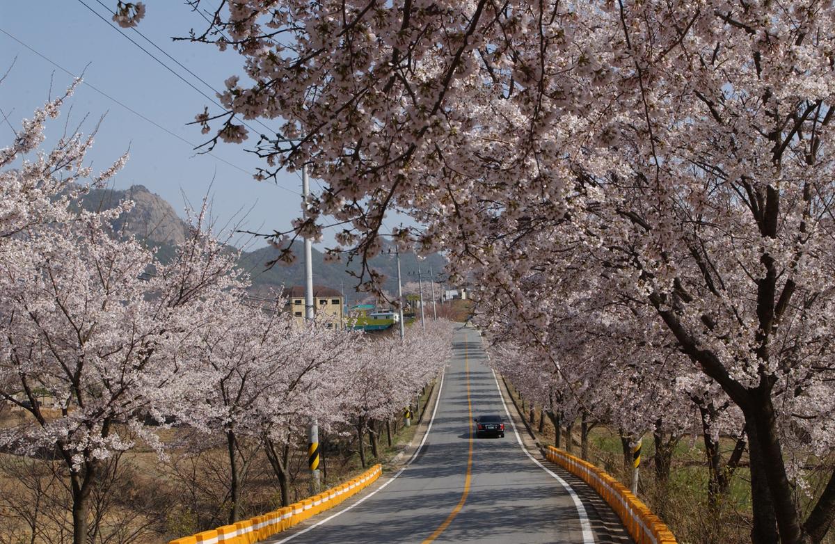 합천군 백리 벚꽃길(4)7
