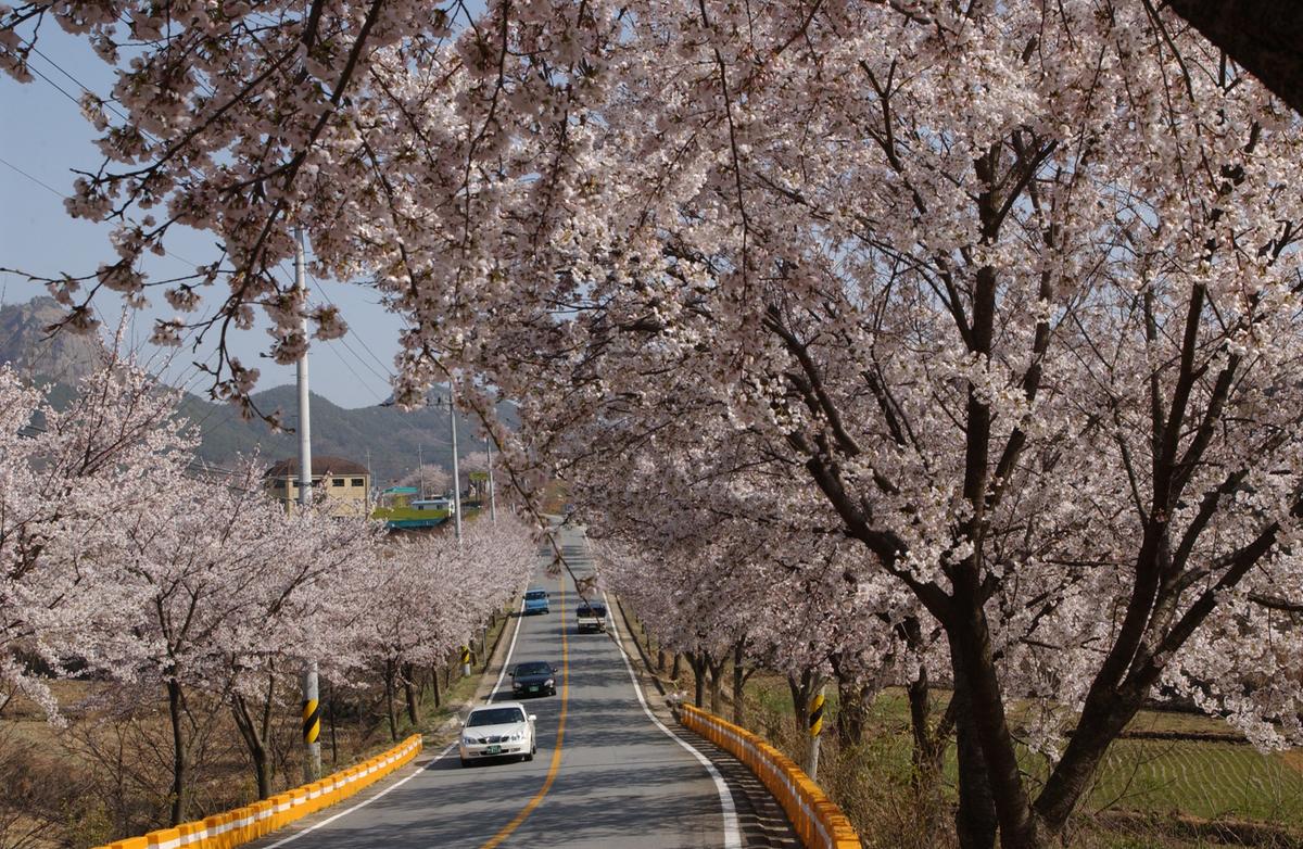 합천군 백리 벚꽃길(4)8