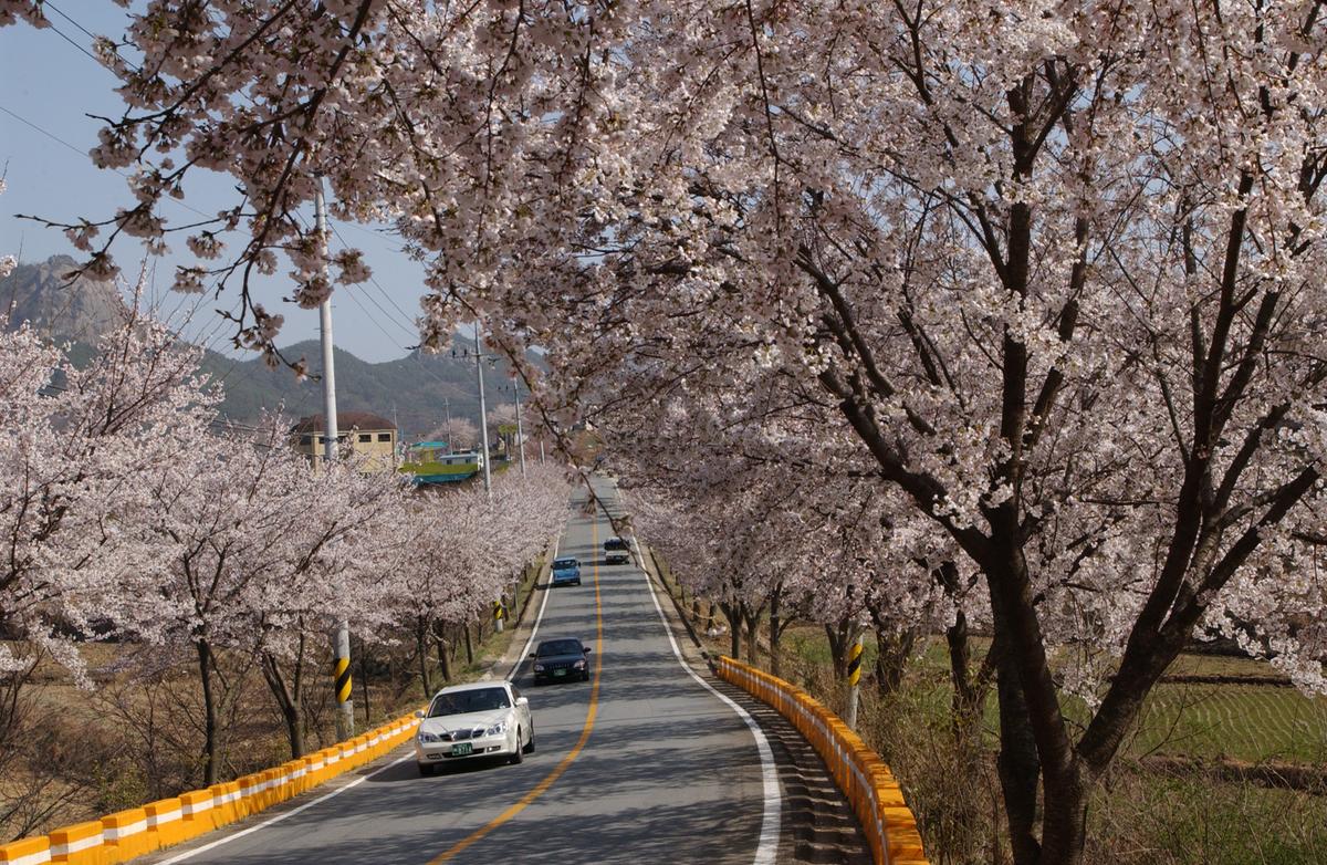 합천군 백리 벚꽃길(4)9