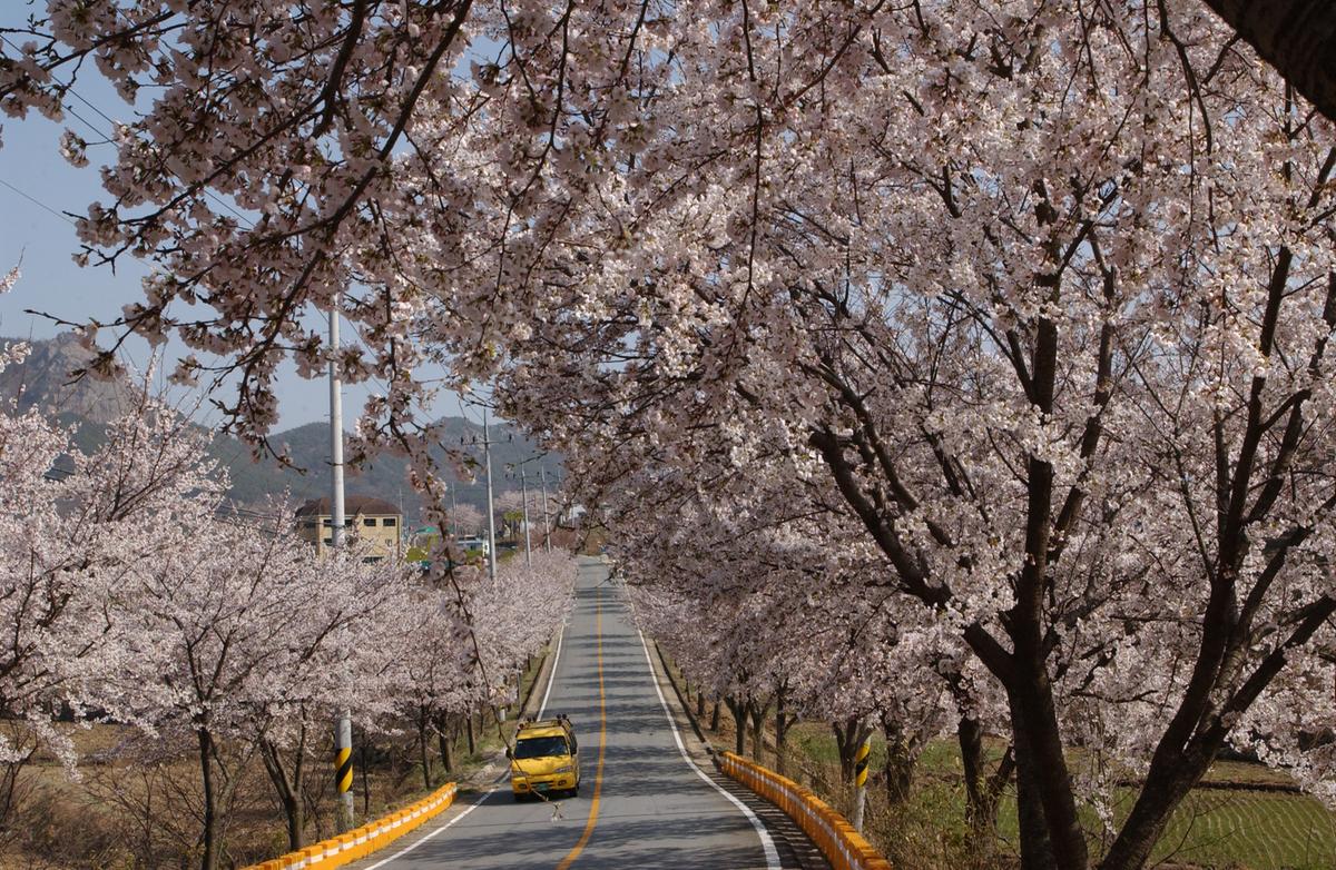 합천군 백리 벚꽃길(4)10