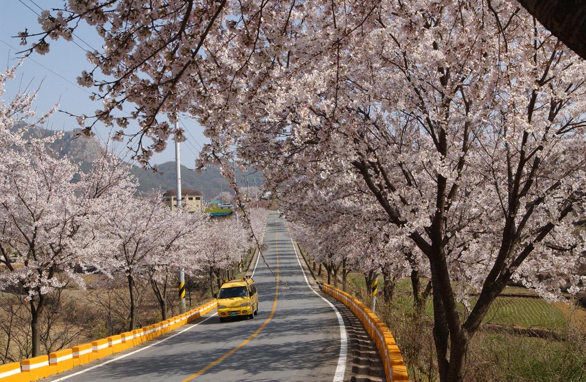 합천군 백리 벚꽃길(4)11