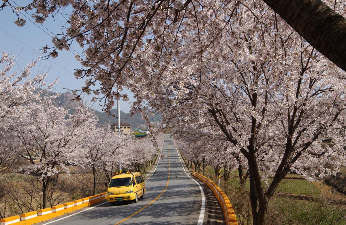 합천군 백리 벚꽃길(4)12