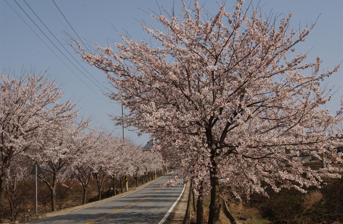 합천군 백리 벚꽃길(4)13