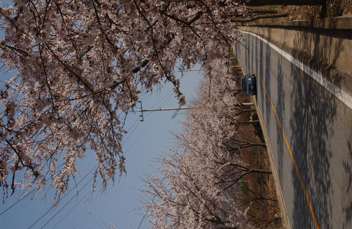 합천군 백리 벚꽃길(4)14