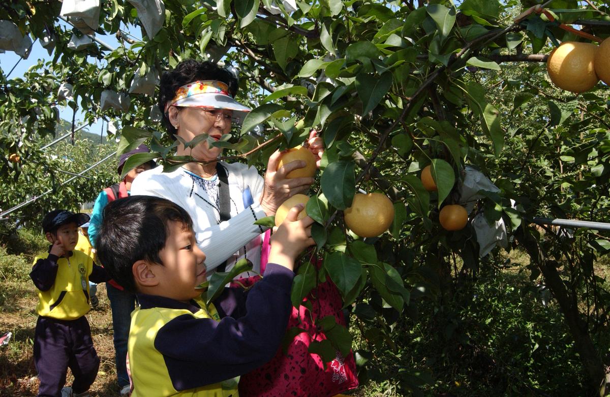 2006어린이과수원체험