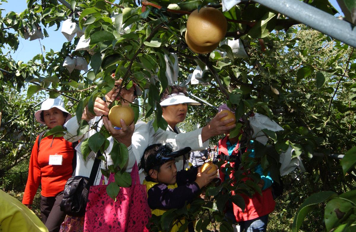 2006어린이과수원체험