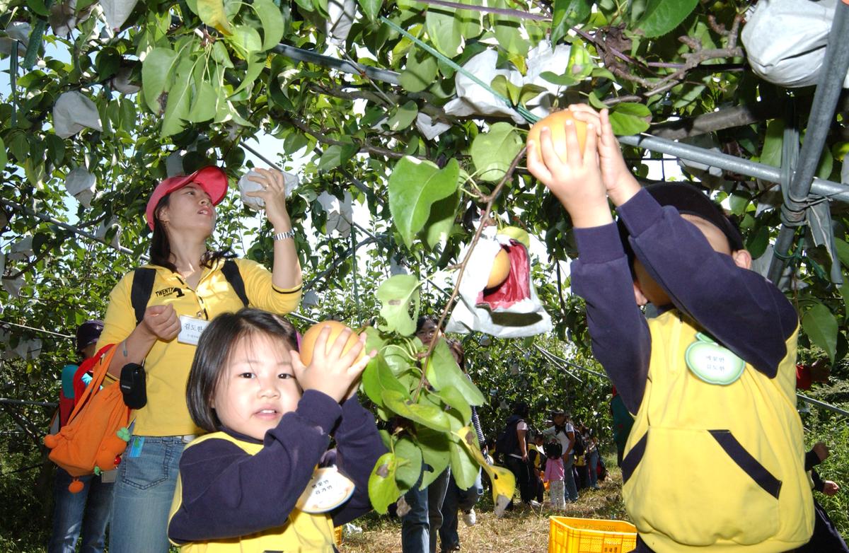 2006어린이과수원체험