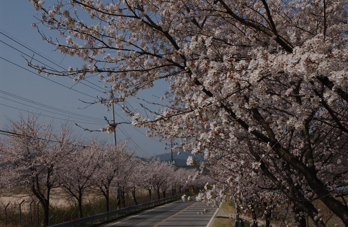 벚꽃길(3-1)4