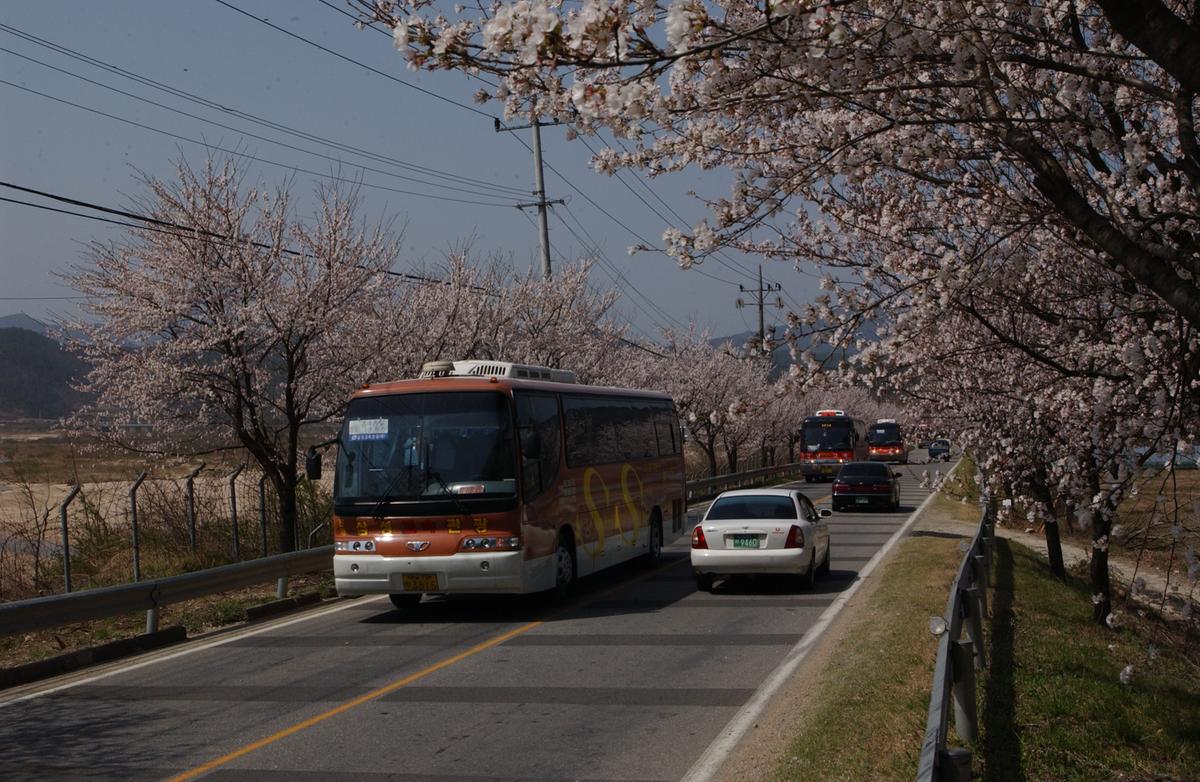 벚꽃길(3-1)7