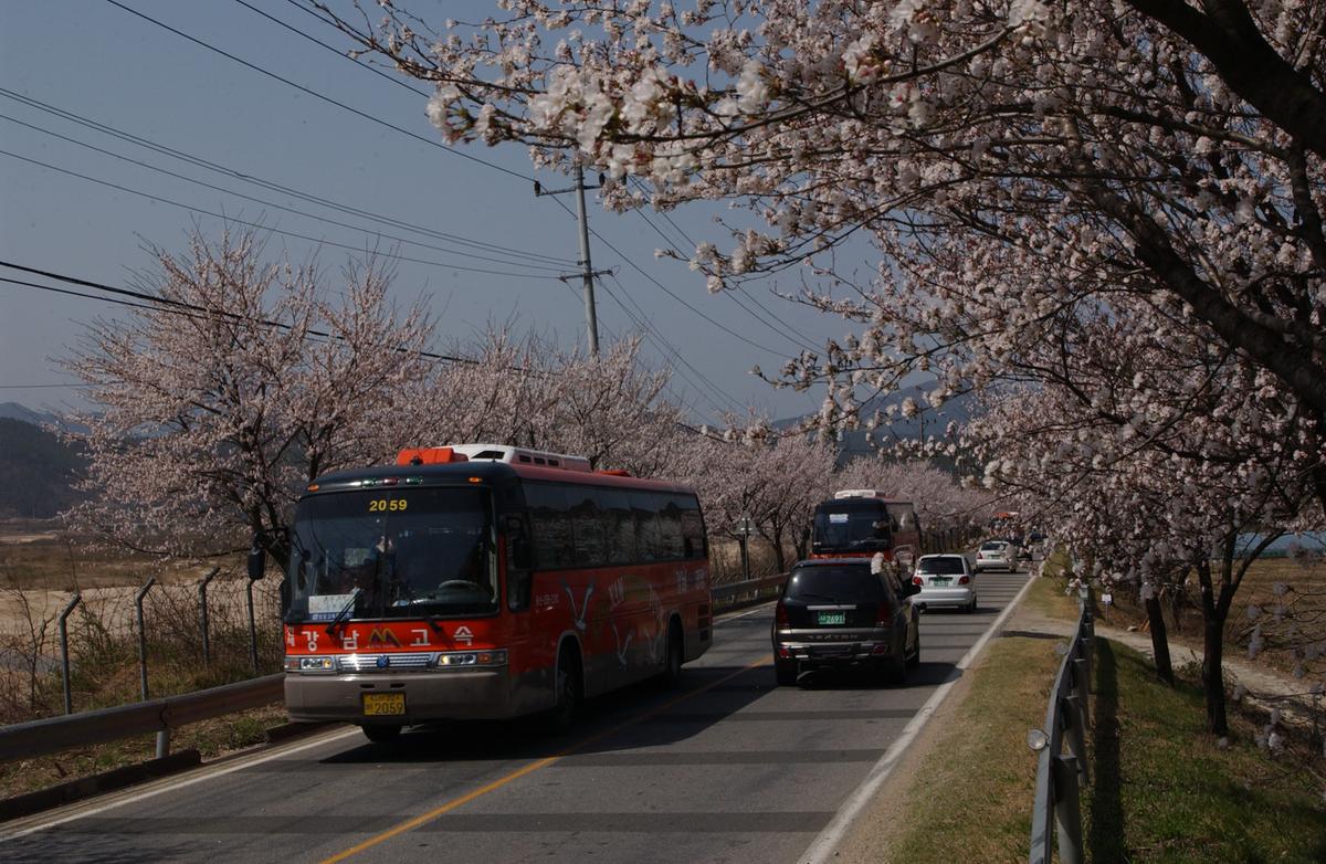 벚꽃길(3-1)10
