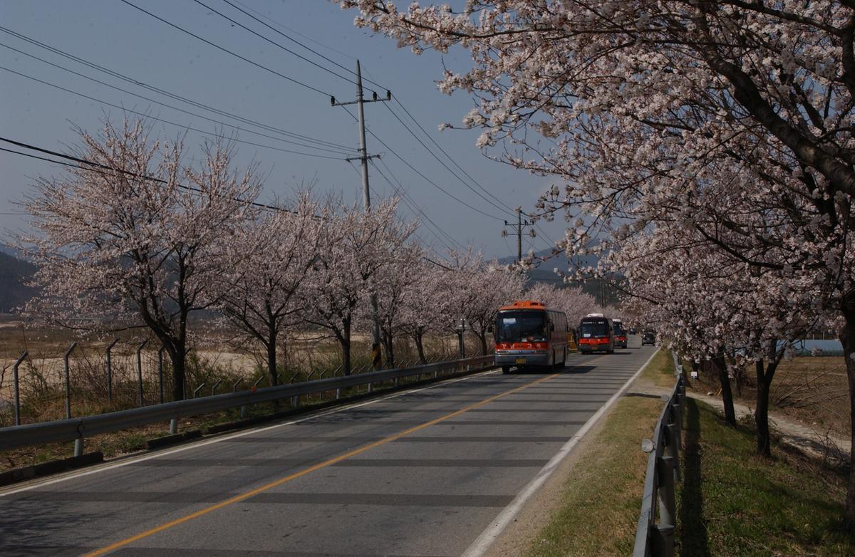 벚꽃길(3-1)11