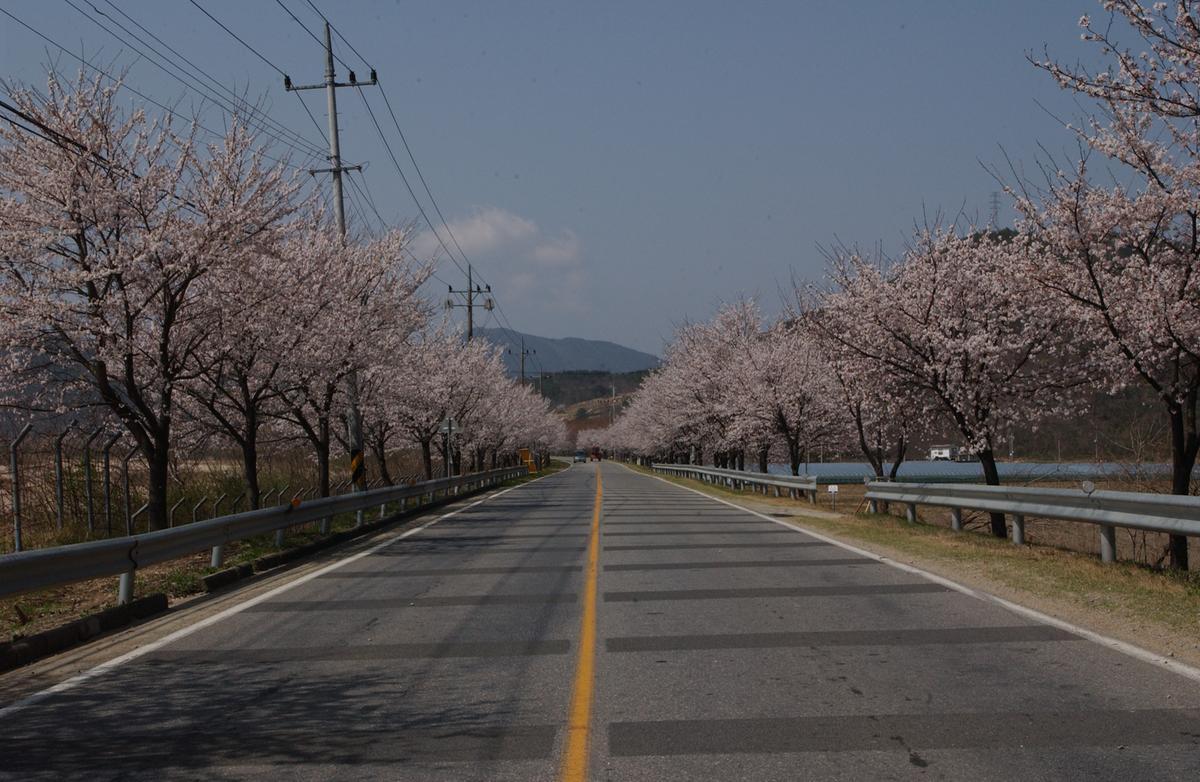 벚꽃길(3-1)12