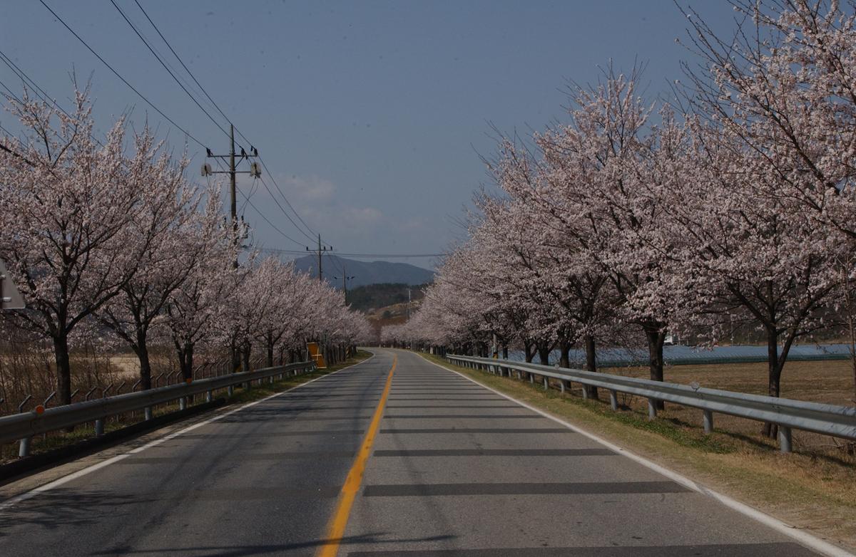 벚꽃길(3-1)13