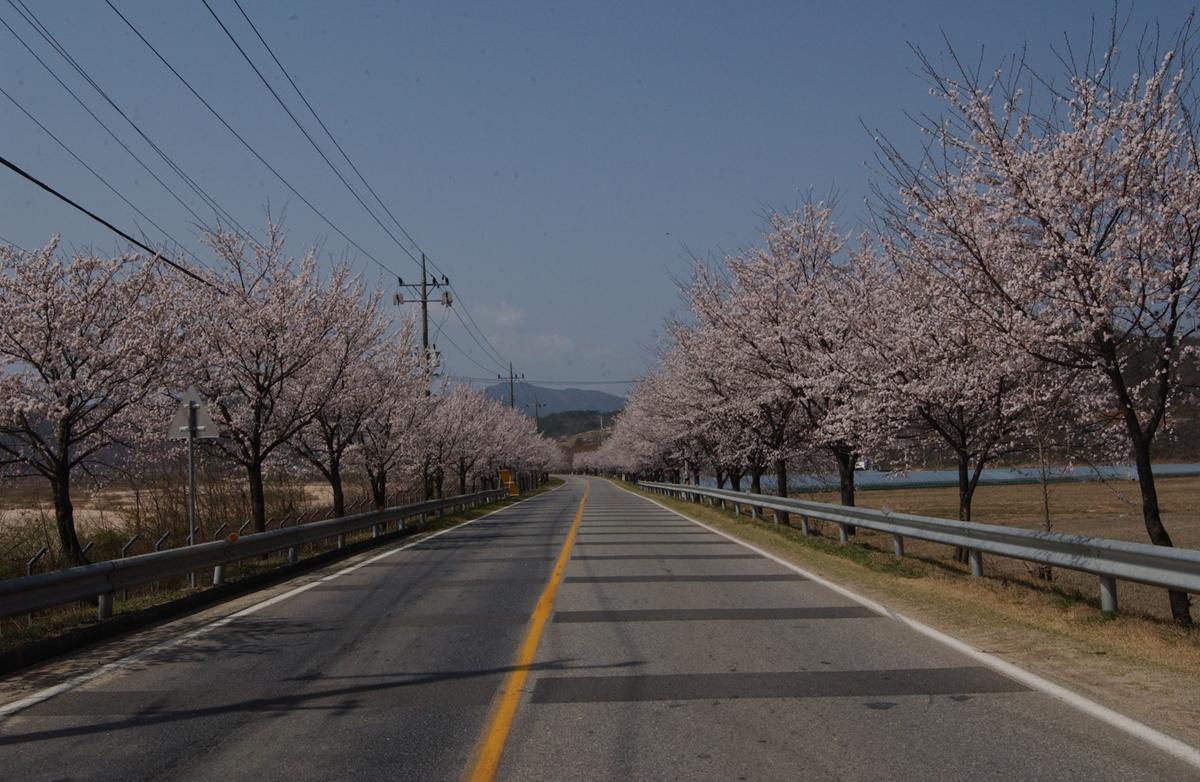 벚꽃길(3-1)14