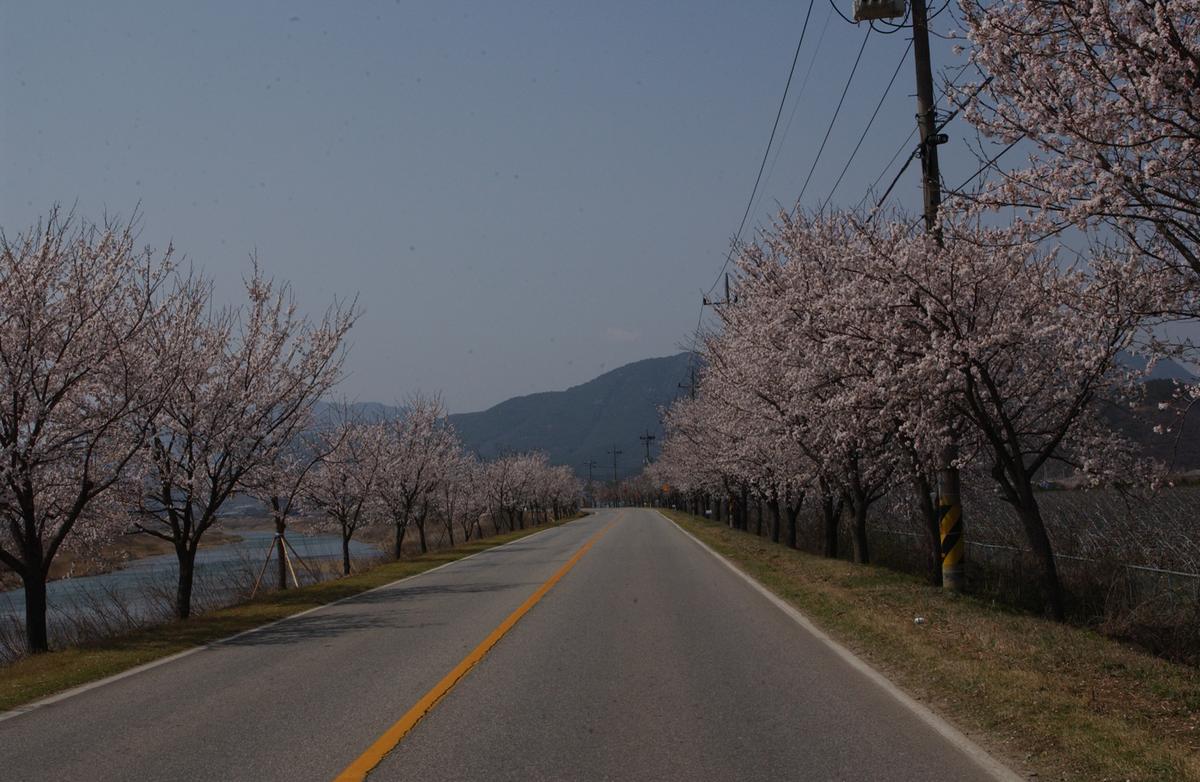 벚꽃길(3-1)15